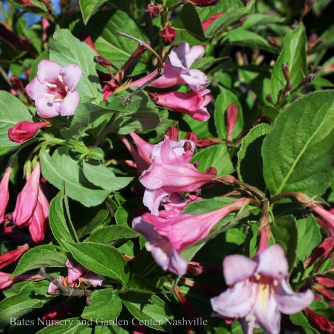 #3 Weigela flor PW Sonic Bloom &#39;PURE Pink&#39;/ Reblooming