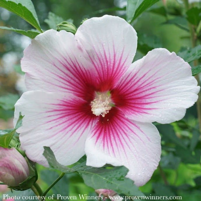 #3 Hibiscus x PW Paraplu Pink Ink/ Rose of Sharon/ Althea