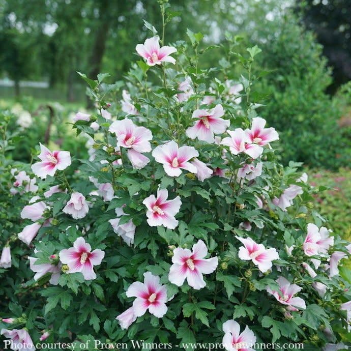 #3 Hibiscus x PW Paraplu Pink Ink/ Rose of Sharon/ Althea
