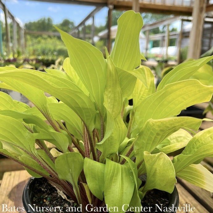 #1 Hosta Fire Island/ Yellow