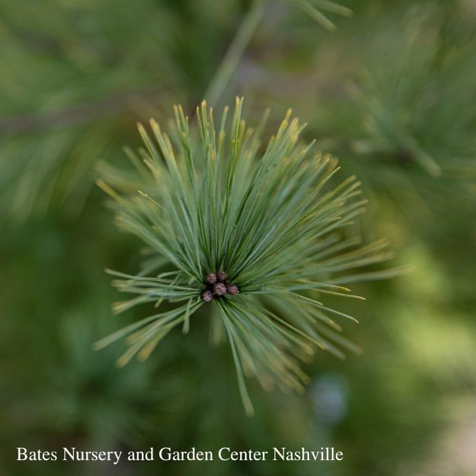 #6 Pinus strob Louie/ Gold Eastern White Pine Native (TN) - No Warranty