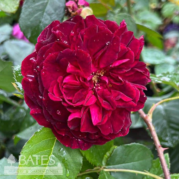 #3 Rosa Munstead Wood/ Crimson David Austin Shrub Rose - No Warranty
