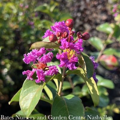 5 Lagerstroemia x Zuni/ Medium Lavender Semi-dwarf Crape Myrtle