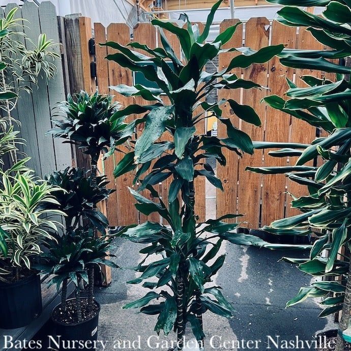 10p! Dracaena Lind Cane 3.2.1 /Tropical