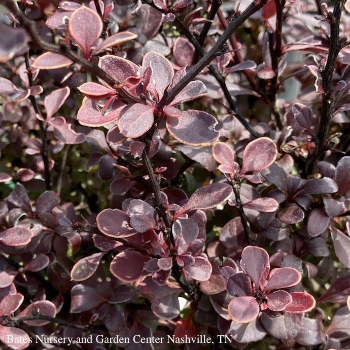 #2 Berberis thun PW Sunjoy Mini Maroon/ Dwarf  Barberry