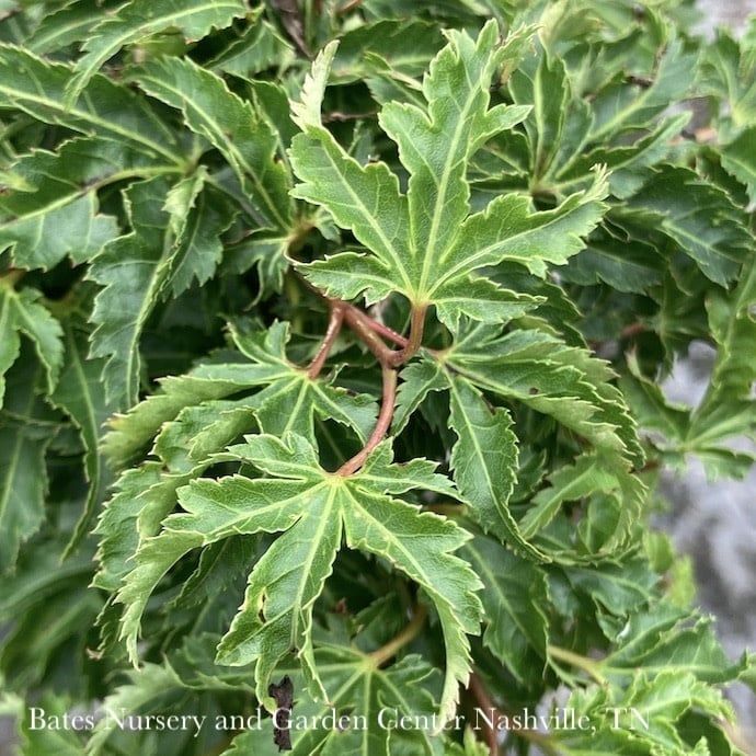 #20 BOX Acer pal Shishigashira/ Upright Green Female Lion’s Head Japanese Maple
