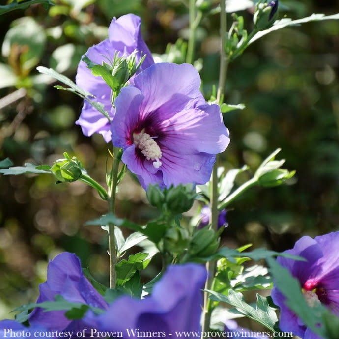 #3 Hibiscus x PW Paraplu Violet/ Rose Of Sharon/ Althea