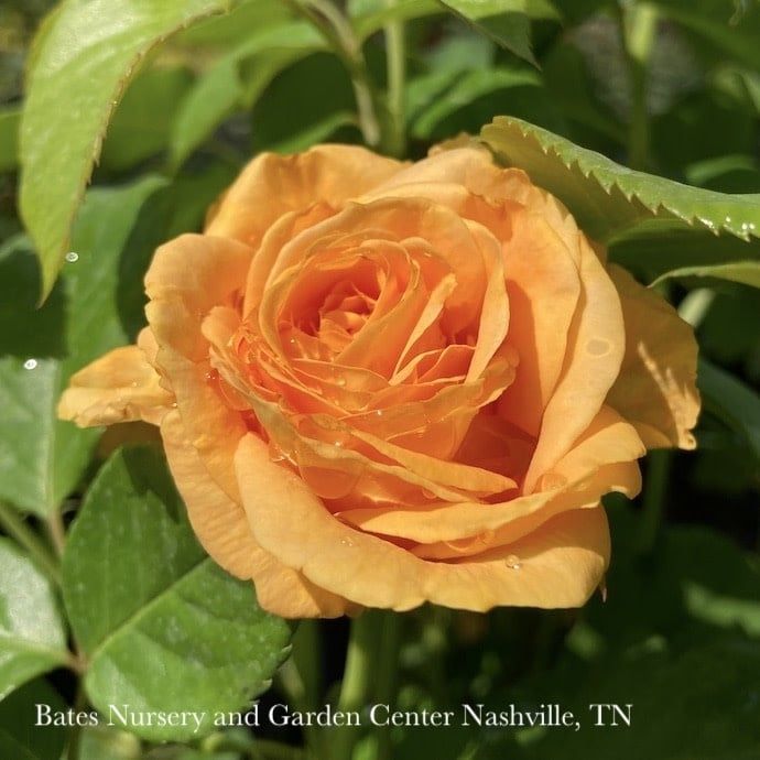 #3 Rosa Golden Opportunity/ Yellow Climbing Rose - No Warranty