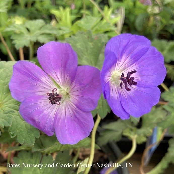 QP Geranium x Rozanne/ Dwarf Purple Cranesbill