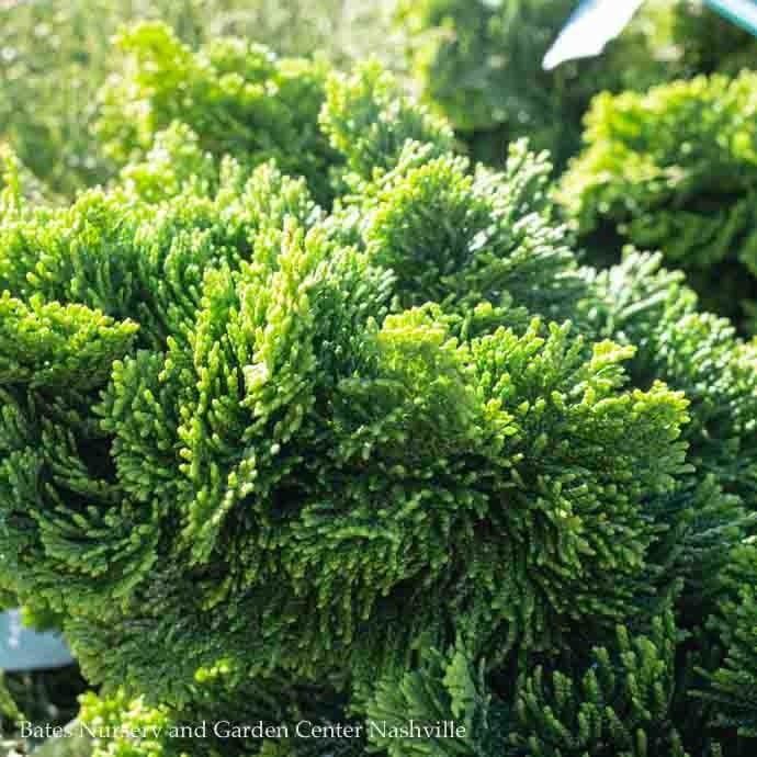 #6 Chamaecyparis obt Nana Lutea/ Golden Dwarf Hinoki Falsecypress
