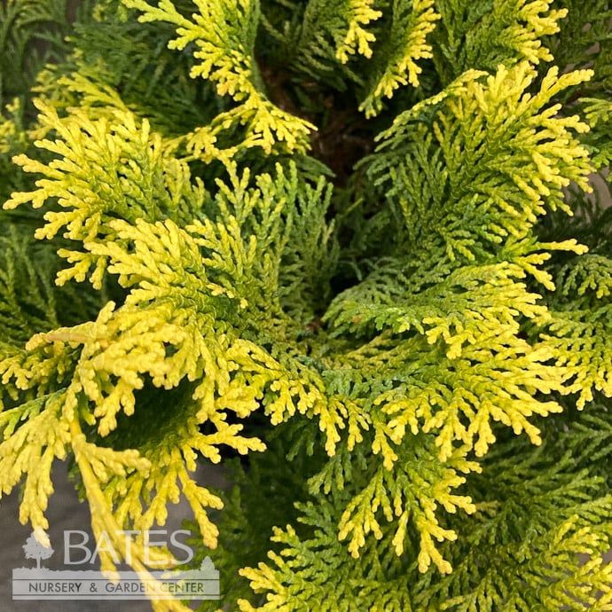 #3 Chamaecyparis obt Confucius/ Gold Hinoki Falsecypress