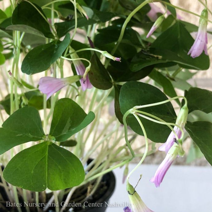 6p! Oxalis /Shamrock Green or Purple  /Tropical