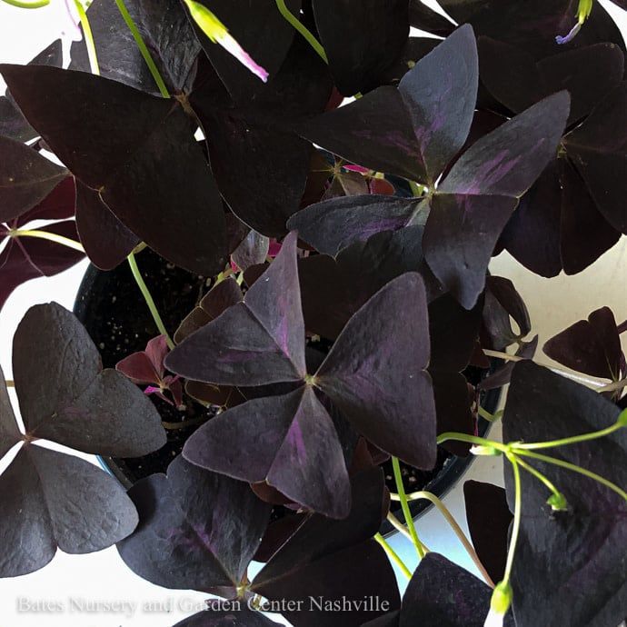 6p! Oxalis /Shamrock Green or Purple  /Tropical