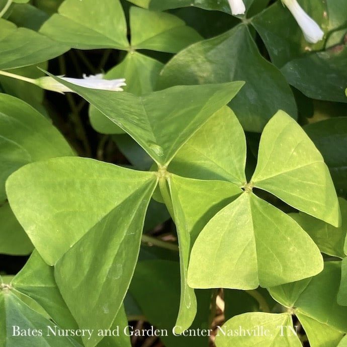 6p! Oxalis /Shamrock Green or Purple  /Tropical