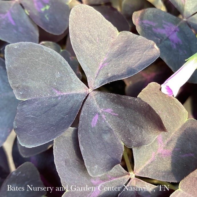 6p! Oxalis /Shamrock Green or Purple  /Tropical