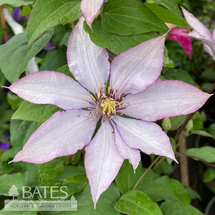 #2 Clematis x Boulevard &#39;Samaritan Jo&#39;/ Compact Purple