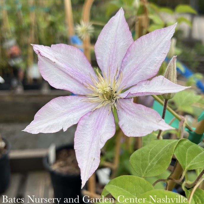 #2 Clematis x Boulevard &#39;Samaritan Jo&#39;/ Compact Purple