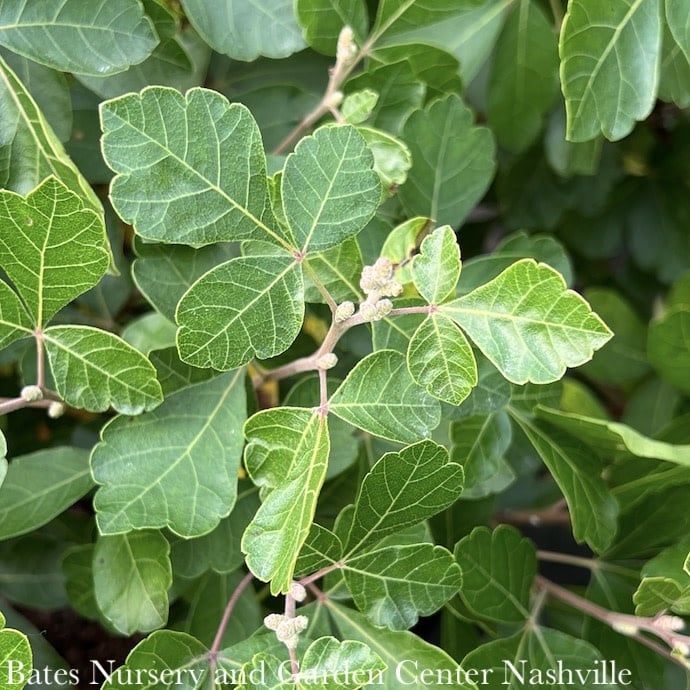 #3 Rhus aro Gro-Low/ Fragrant Sumac Native (TN)