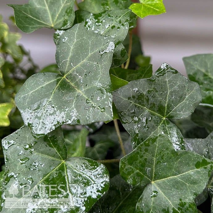 4p! Ivy Green /Tropical