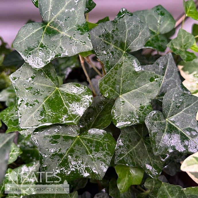 4p! Ivy Green /Tropical