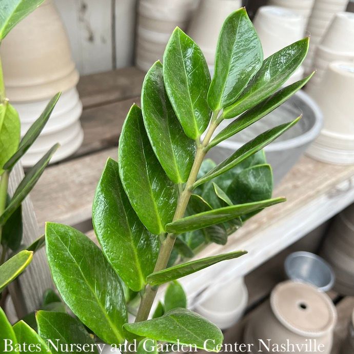 14p! Zamioculcus / ZZ Plant /Tropical