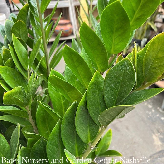 14p! Zamioculcus / ZZ Plant /Tropical