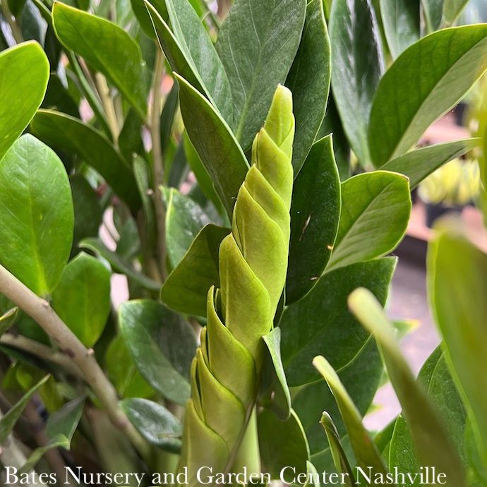 14p! Zamioculcus / ZZ Plant /Tropical