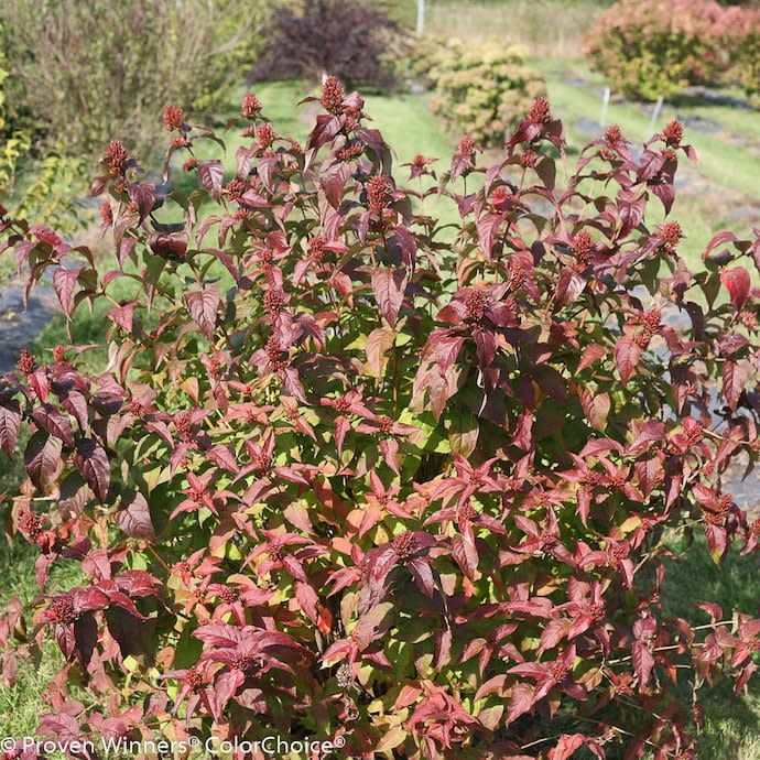 #3 Diervilla rivularis PW Kodiak &#39;Black&#39;/Bush Honeysuckle Native (TN)