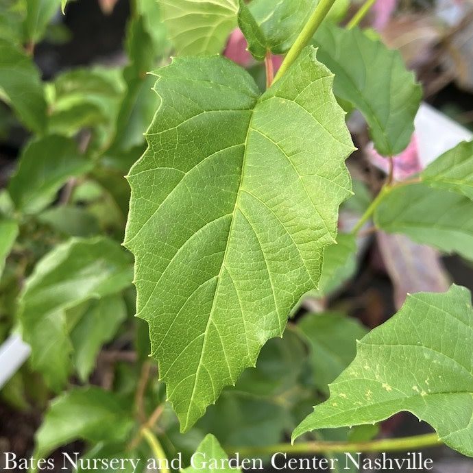 #3 Viburnum dentatum/ Arrowwood Native (TN)