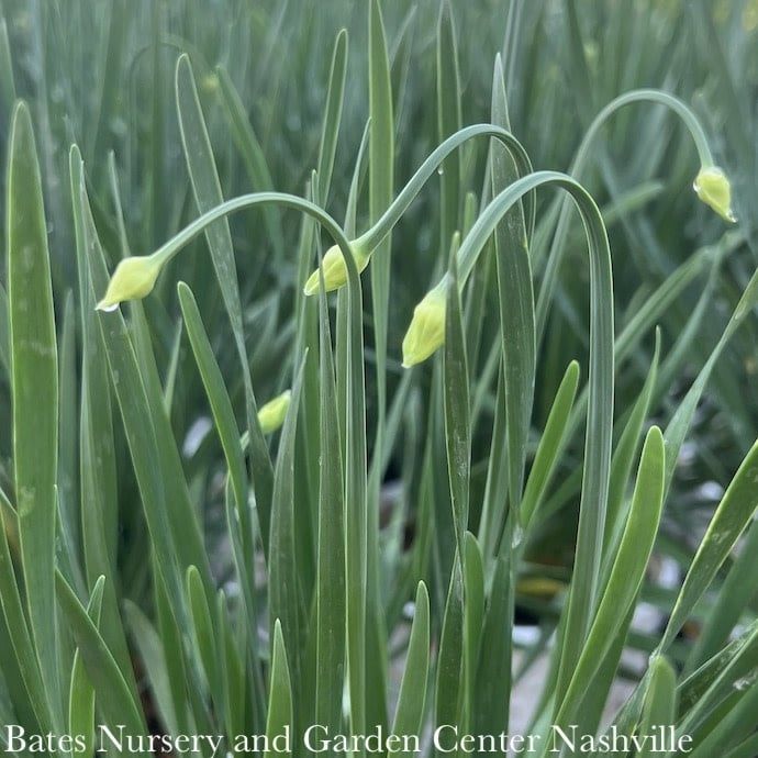 #1 Allium x PW Serendipity/ Flowering Onion
