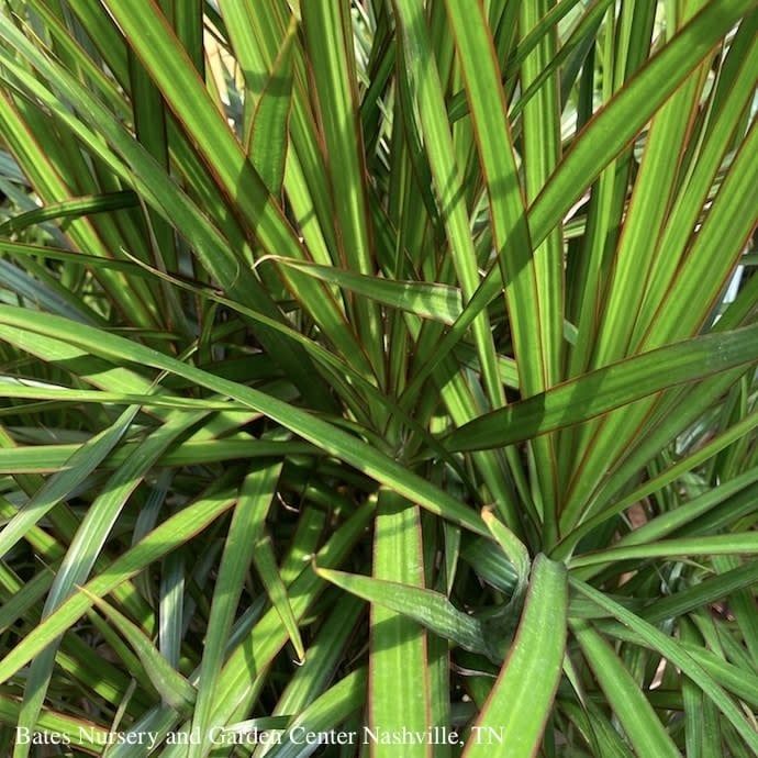 14p! Dracaena Marginata Open Weave Braid /Tropical
