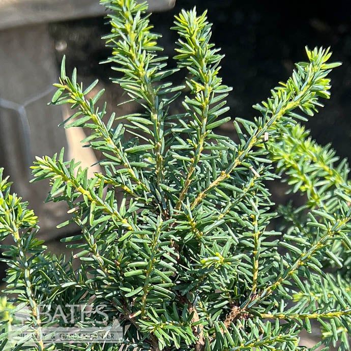 #3 Tsuga can Forest Fountain/ Compact Hemlock Native (TN) - No Warranty