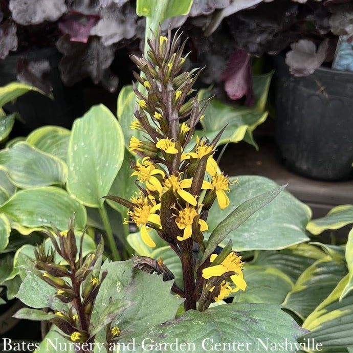 #1 Ligularia steno Little Rocket/ Dwarf Golden Ray
