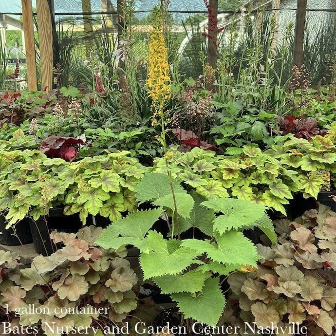 #1 Ligularia steno Little Rocket/ Dwarf Golden Ray