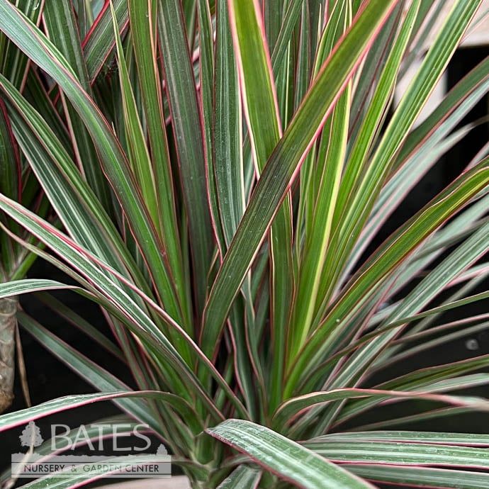 8p! Dracaena Tri Color Cane  /Tropical