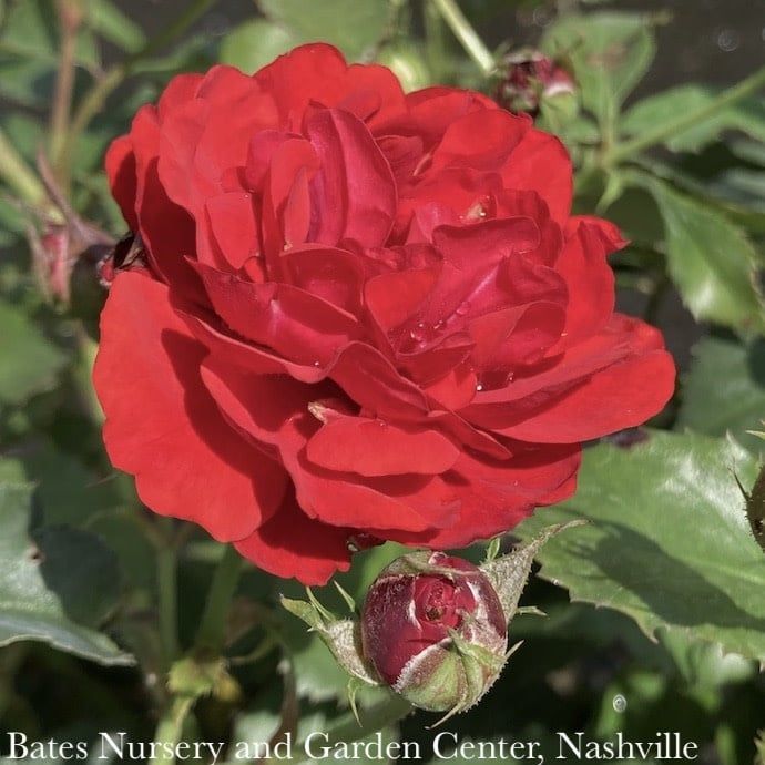 #3 Rosa Showbiz/ Red Floribunda Rose - No Warranty