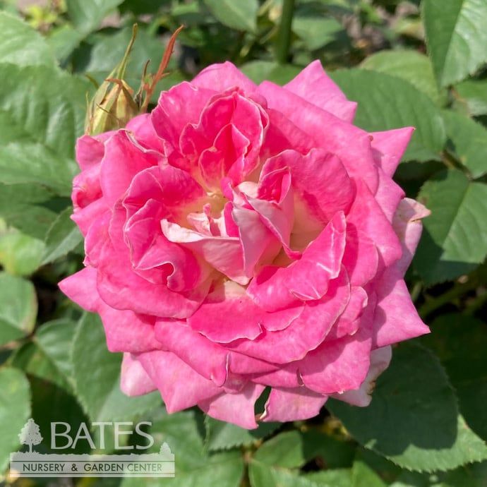 #3 Rosa Painted Porcelain/ Pink, White Hybrid Tea Rose - No Warranty