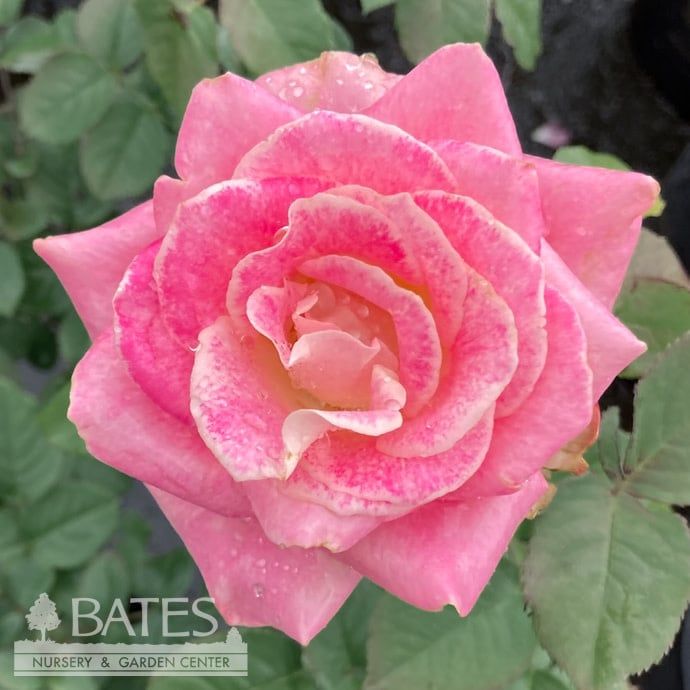 #3 Rosa Painted Porcelain/ Pink, White Hybrid Tea Rose - No Warranty