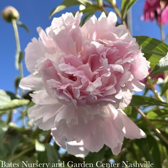 #1 Paeonia x Eden&#39;s Perfume/ Dbl Pink Peony