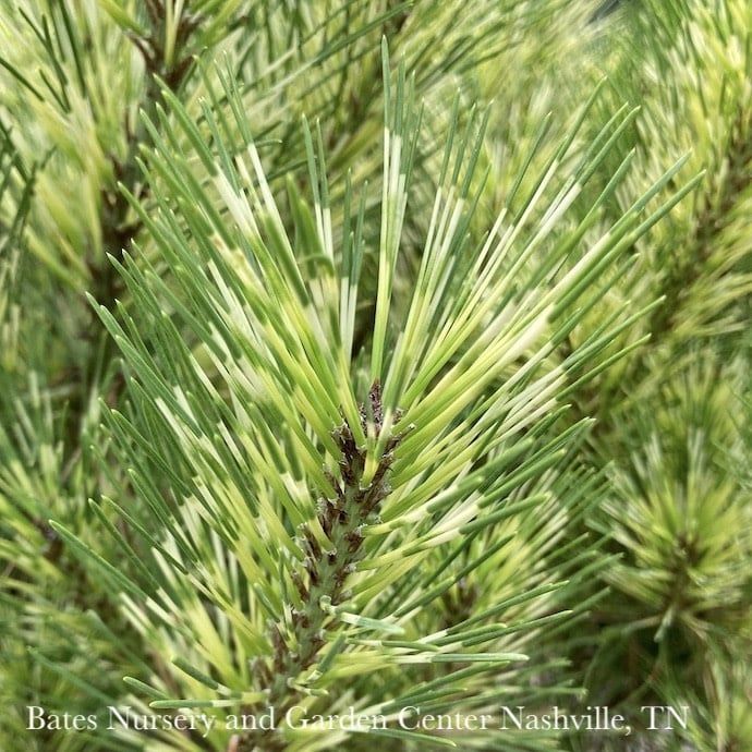 #10 Pinus densiflora Golden Ghost/ Japanese Red Pine