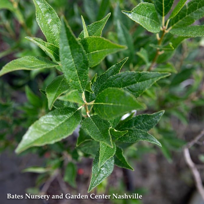 #3 Ilex vert AB Winter Red/ Deciduous Winterberry Holly (female) Native (TN)