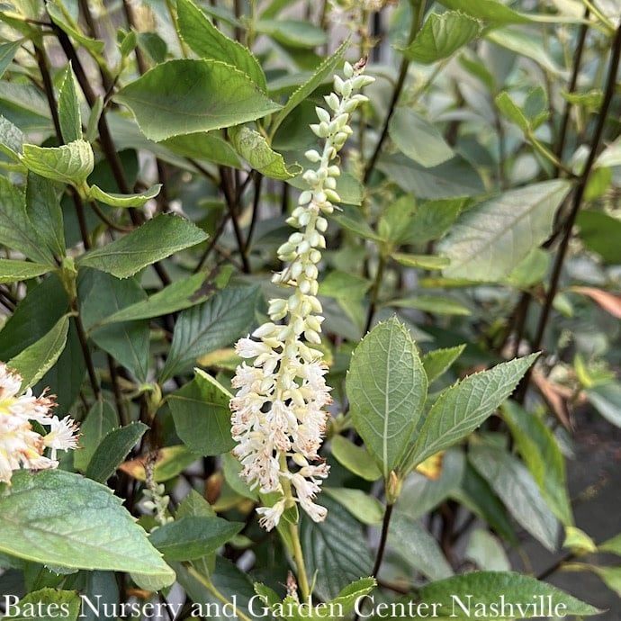 #3 Clethra alnifolia Einstein/ Summersweet Native (TN)