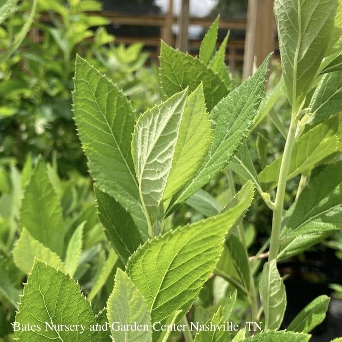#3 Clethra alnifolia Einstein/ Summersweet Native (TN)