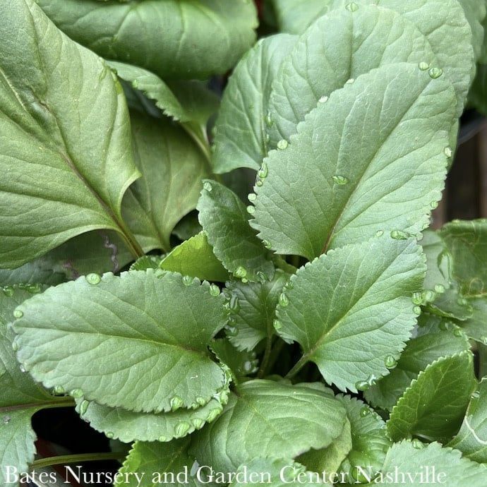 #1 Packera aurea AB/ Golden Groundsel Native (TN)