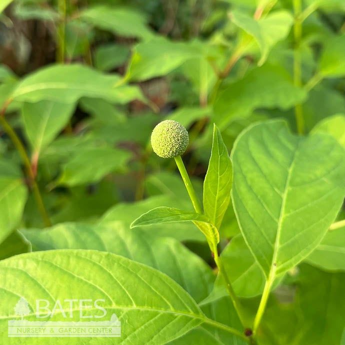 #3 Cephalanthus occ AB Crimson Comet/ Buttonbush Native (TN)