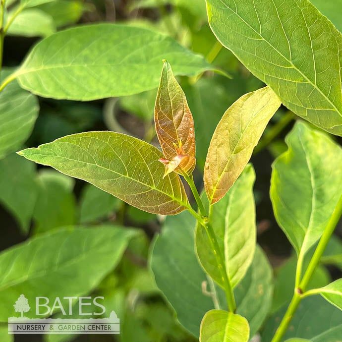 #3 Cephalanthus occ AB Crimson Comet/ Buttonbush Native (TN)