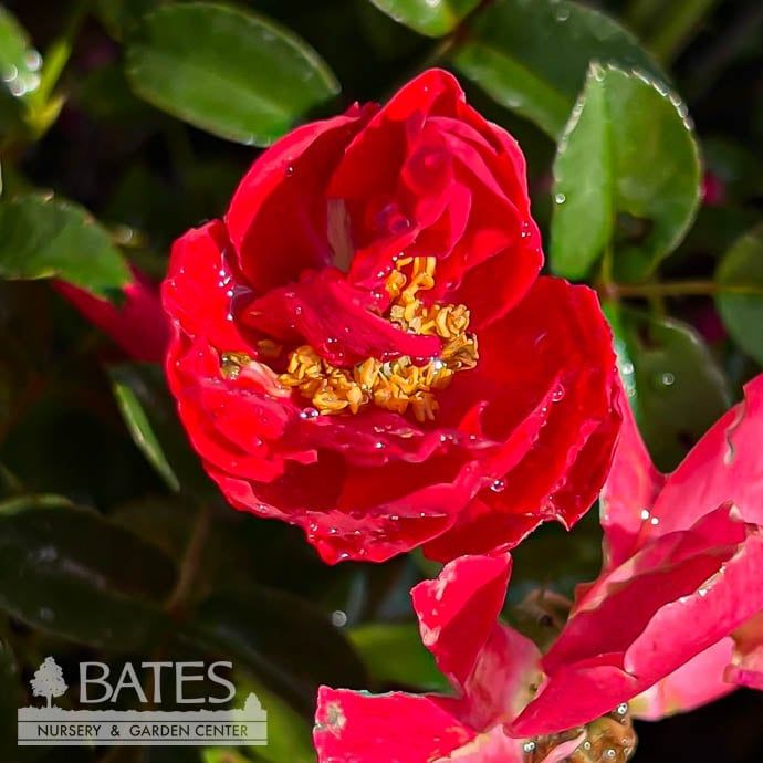 #2 Rosa Nitty Gritty &#39;Pink&#39;/ Groundcover Rose - No Warranty
