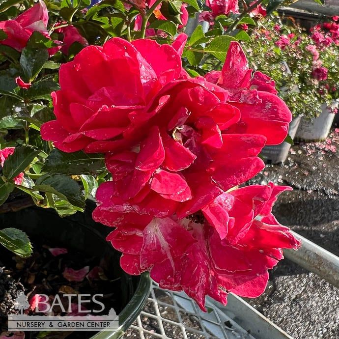 #2 Rosa Nitty Gritty &#39;Pink&#39;/ Groundcover Rose - No Warranty