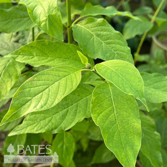 #3 Cephalanthus occ AB Crimson Comet/ Buttonbush Native (TN)