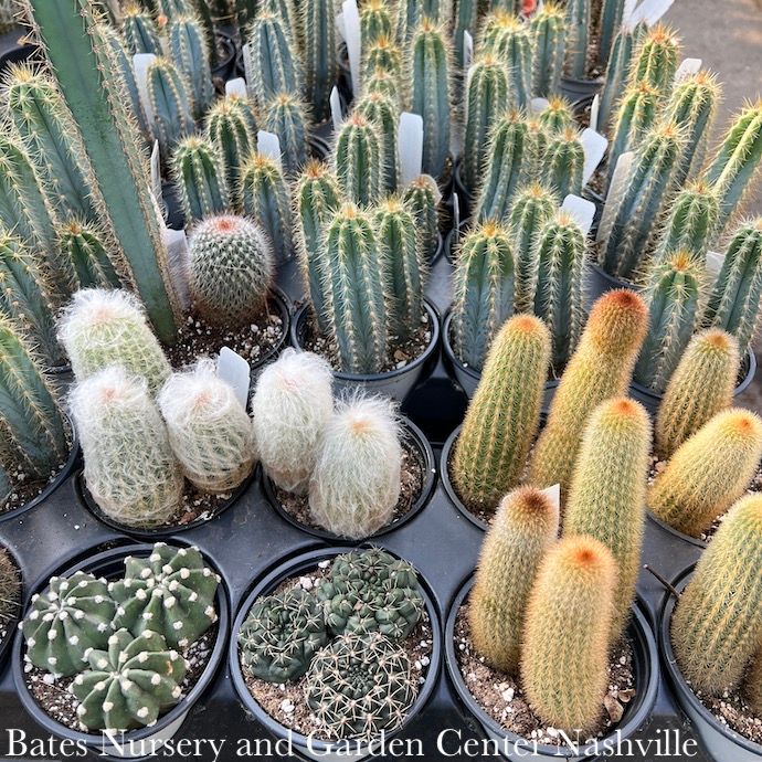 4.5p! Cactus Assortment  /Tropical